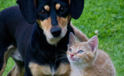 Cat-Dog-Animals-Pets-Garden-Friends-Lovely