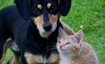 Cat-Dog-Animals-Pets-Garden-Friends-Lovely