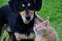 Verminoses em cães e gatos