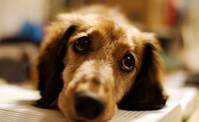 Longhaired_Dachshund_portrait