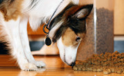 minnie-dog-food