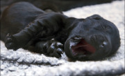 newborn-pup