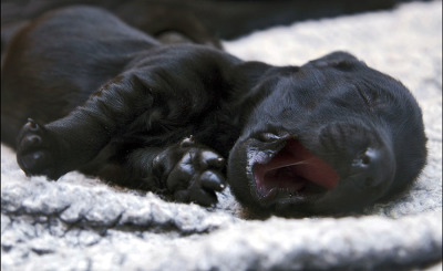 newborn-pup