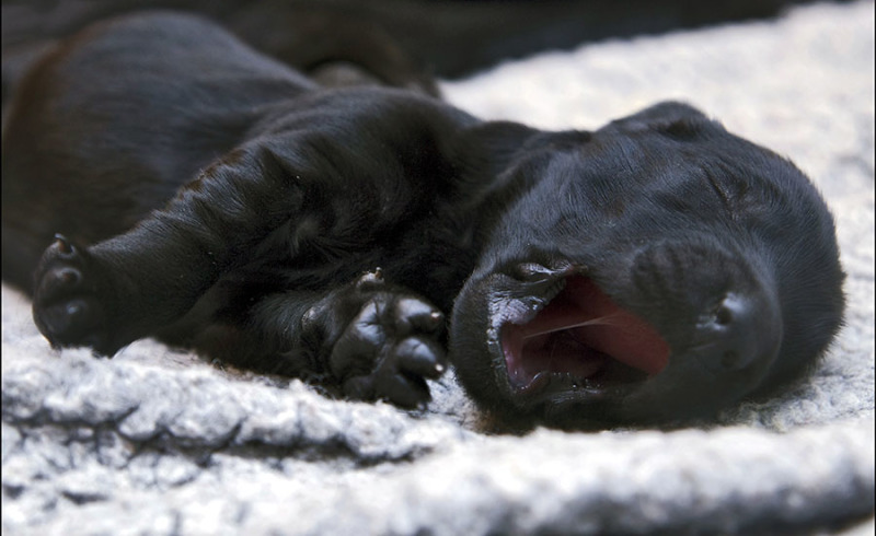 newborn-pup
