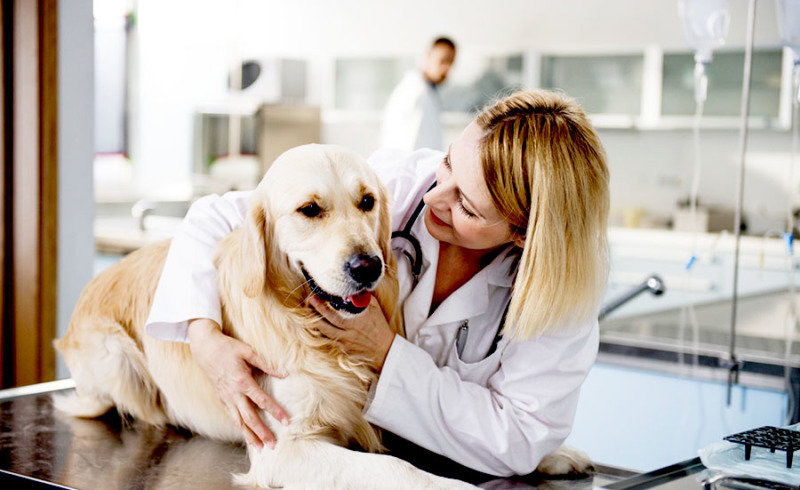vet_clinic_1200