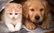 cat-and-dog-mobile-wallpaper-2