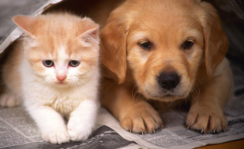 cat-and-dog-mobile-wallpaper-2