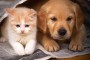 Cães e gatos em harmonia? Como?